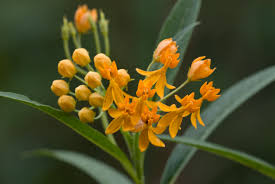 Image result for Asclepias curassavica