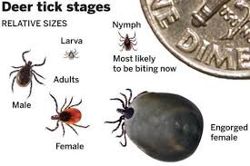 Top pest control services in the cape cod massachusetts area. Nervous System Disease Is Detected In Ticks On Cape Cod The Boston Globe Ticks Disease Deer Ticks