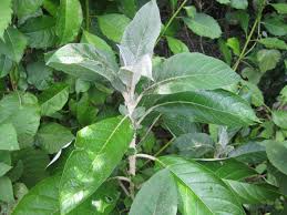 Image result for Solanum giganteum