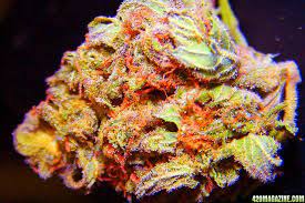 The Color Of Weed What Does It Mean