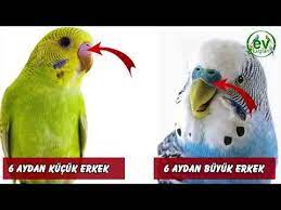 muhabbet kusu yasi nasil anlasilir youtube 2021 muhabbet kuslari kus yastik kus
