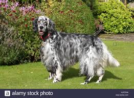 Owning a home is overwhelming. Setter English Setter Laverack Setter Stockfotografie Alamy