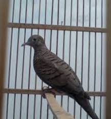 Mengenal Lebih Jauh Tentang Burung Perkutut Burung Mania
