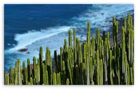Home » nature » cactus desert background. Desert Cactus Hd Desktop Wallpaper High Definition Fullscreen Mobile Desktop Wallpaper Desert Cactus Desktop Wallpapers Backgrounds