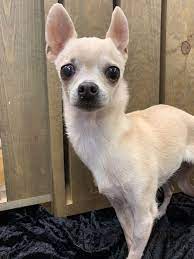 Adopt A Chihuahua From Adopt A Pet Com Chihuahua Puppies Chihuahua Puppies For Sale Baby Chihuahua
