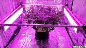 We did not find results for: 5 X5 One Plant Scrog Pounder With Led 420 Magazine