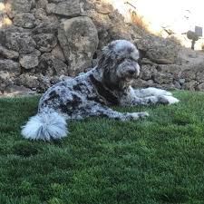 Check spelling or type a new query. How Big Does A St Berdoodle Get Size And Growth Chart