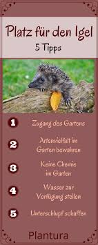Platz Fur Den Igel Plantura Igel Im Garten Igel Igelhaus