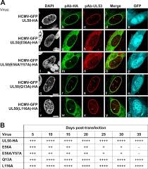 However, koffeephoto allows you unlimited, free storage space and it also has a mobile version designed for read full profile koffeephoto is a photo sharing web site. Proteomic Analysis Of The Multimeric Nuclear Egress Complex Of Human Cytomegalovirus Molecular Cellular Proteomics