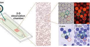 Check spelling or type a new query. Artificial Chloroplasts Turn Co2 Into Multicarbon Molecules Powered Only By Light Research Chemistry World