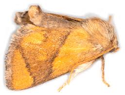 Image result for Apoda limacodes