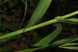 Image result for Acrachne