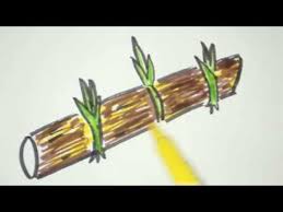 Drawing Sugarcane Youtube Original file at image/png format. drawing sugarcane youtube