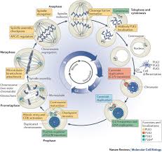 The growth phases are, as you may have figure 1: The Cell Cycle Interphase Mitosis A Level Biology Revision Notes