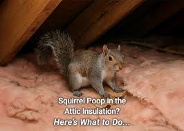 Image result for squirrel poop