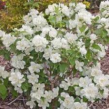 Philadelphus Snow White Sensation White Flowers Garden White Flowers White Flower Farm
