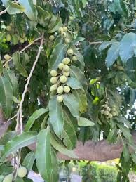 Image result for Putranjivaceae