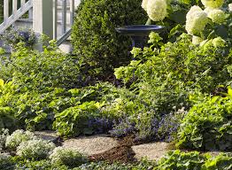 Image result for lobelia combine composition