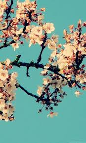 See more ideas about iphone wallpaper, wallpaper, phone wallpaper. Pastel Cute Floral Pastel Cute Pinterest Iphone Wallpaper Novocom Top