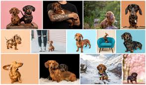 Pet photography can be challenging and put the photographer out of the comfort zone. Tips For Becoming A Pet Photographer
