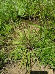 Image result for Eragrostis racemosa