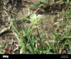Image result for Cyperus margaritaceus