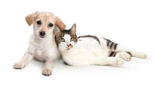 We did not find results for: Cute Cat And Dog Snuggling Together Stock Photo Image Of Love Feline 169547960