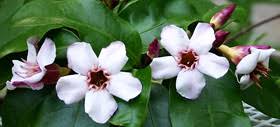 Image result for Strophanthus nicholsonii