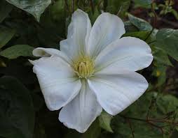 Maybe you would like to learn more about one of these? Marie Boisselot Clematis Clematis Garden Plants