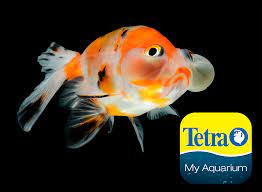 Bubbleeye Goldfish Carassius Auratus Goldfish Types Aquarium Set Fish Pet
