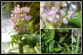 Image result for Floscopa sp.no.1