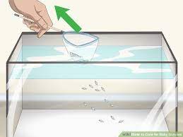 How To Care For Baby Guppies In 2020 Guppy Fish Guppy Baby Fish