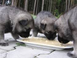 Image result for norský losí pes šedý