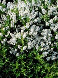 Image result for shrubby veronica hebe