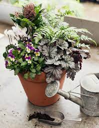 Use violas for mass color in borders and edging, as covers for spring bulbs, or for quick color in winter containers. Plants For Late Winter Containers