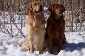 One male born on may 15,2021, ready for his forever home july 10, mom and dad are on site mom is a dear head and dad is a apple head. Breeding And Training Golden Retrievers Tidewater Golden Retrievers