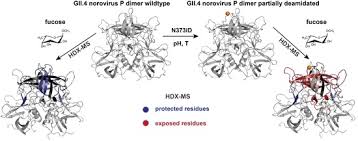 See what mallory crawford (missmallyc) has discovered on pinterest, the world's biggest collection whether you prefer the traditional, elegant look of a framed wood cabinet or contemporary cabinet no siree. Molecules Free Full Text Glycan Induced Protein Dynamics In Human Norovirus P Dimers Depend On Virus Strain And Deamidation Status Html