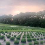 Lavender Garden Party