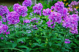 Know more about the perennial flower thimbleweed plus all other interesting plants and flowers that start with t. not a lot of websites thoroughly list plants and flowers alphabetically. 9 Flowers That Start With Letter P Pictures Care Guide Trees Com