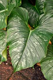 Philodendron Mamei Philodendron Foliage Plants Variegated Plants