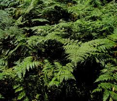 Image result for Pteridium aquilinum