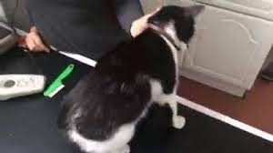 The celia hammond animal trust is a charity. Allpets Neasden Home Facebook