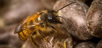 Check spelling or type a new query. All About Solitary Bees Grow Wild