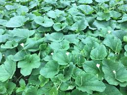 Image result for Lagenaria