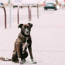 sokak kopekleri ne yer