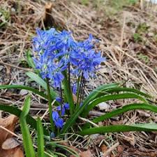 Image result for Hyacinthaceae