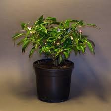 The bolivian rainbow pepper also surprised me this week with it's leaves starting to turn purple! Fatalii S Empire Bonsai Chiles