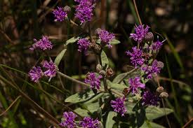 Image result for Ageratinastrum