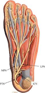 Medial process of calcaneal tuberosity, flexor retinaculum, plantar adductor hallucis is anatomically located in the central compartment of foot, but the muscle is functionally grouped with the medial plantar muscles. An Anatomic Drawing Of The Sole Of The Foot After Removal Of The Layers Download Scientific Diagram