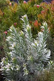 Image result for Leucadendron argenteum